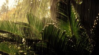 Rain falling palm leaves wallpaper
