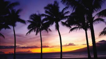 Sunset palm trees wallpaper