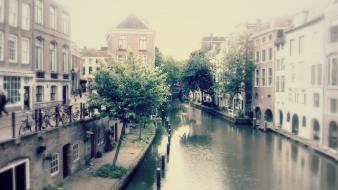 Trees cityscapes urban amsterdam rivers wallpaper