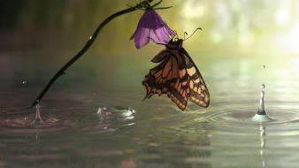 Water animals butterflies wallpaper