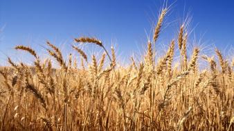Wheat harvest wallpaper