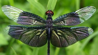 Animals insects dragonflies wallpaper