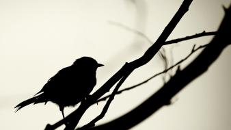 Black and white birds silhouette wallpaper