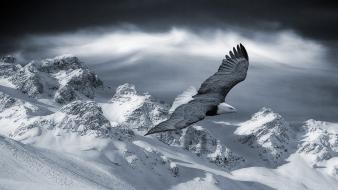 Black and white mountains winter birds animals eagles wallpaper
