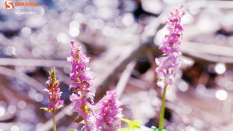 Bokeh depth of field smashing magazine pink wallpaper