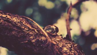 Drop vision branches focused wallpaper