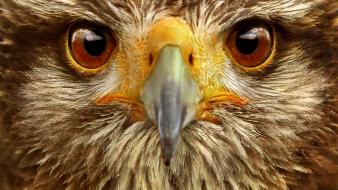 Eyes birds animals wildlife feathers zoo wallpaper