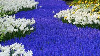 Flowers garden holland daffodils hyacinths wallpaper