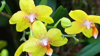 Flowers yellow orchids wallpaper
