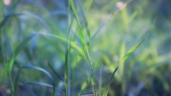 Green nature grass macro