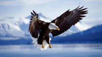 Mountains flying birds eagles blurred background