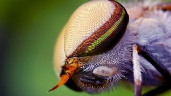 Nature eyes animals insects wildlife fly macro wallpaper