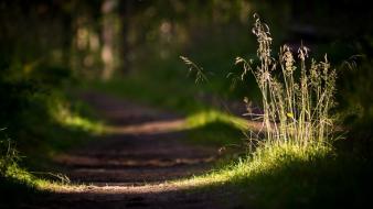 Nature forest path sunlight wallpaper