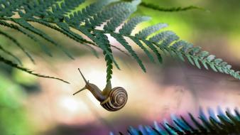Nature leaves snails ferns branches blurred background wallpaper