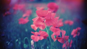 Nature red flowers poppies wallpaper