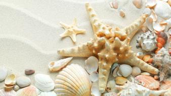 Sand shells starfish wallpaper
