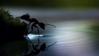 Water insects ants ripples reflections wallpaper
