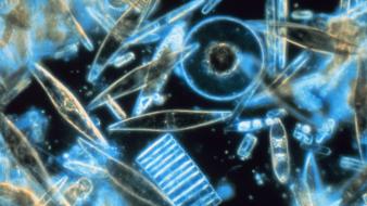 Animals plankton microscopic cells underwater wallpaper