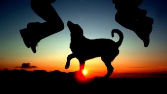Animals silhouette dogs jumping national geographic jump wallpaper