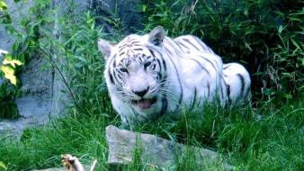 Animals tigers feline siberian tiger wallpaper