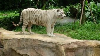 Animals tigers singapore feline bengal siberian tiger