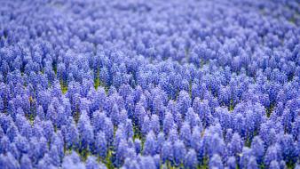 Bokeh depth of field meadows blue hyacinths wallpaper