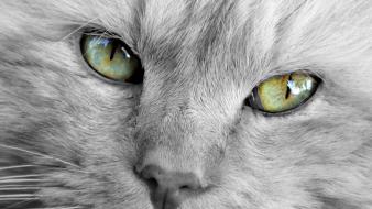 Close-up eyes cats animals wallpaper