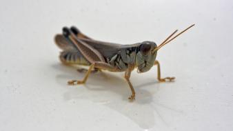 Grasshopper wallpaper