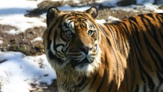 Ice snow animals tigers tiger siberian wallpaper