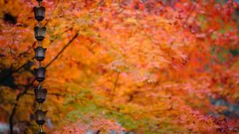 Japan nature autumn (season) leaves wallpaper