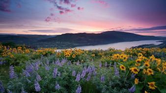 Landscapes nature flowers rivers sunflowers lupine wallpaper