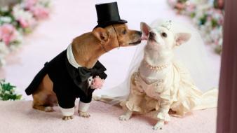 Love animals dogs kissing wedding wallpaper