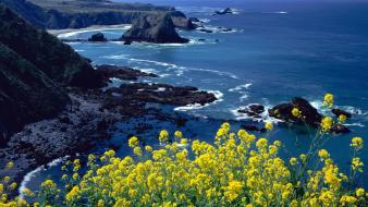 Nature beach california pacific wildflowers wallpaper