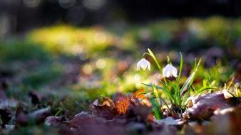 Nature flowers snowdrops wallpaper