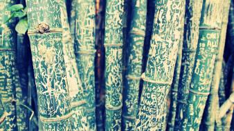 Trees bamboo wallpaper