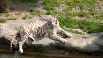 Water animals tigers white tiger feline siberian wallpaper