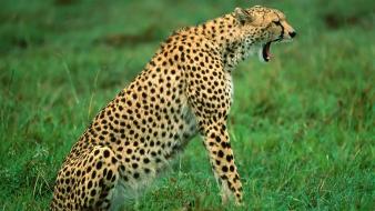 Animals cheetahs sleeping feline africa kenya wallpaper