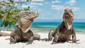 Beach reptiles iguana blurred background wallpaper
