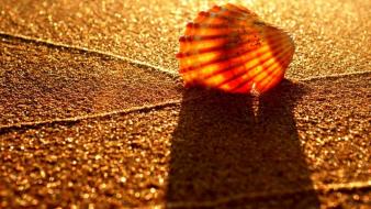 Beach sand shell wallpaper