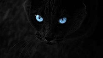 Eyes cats blue wallpaper