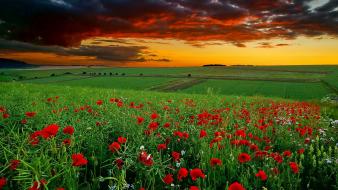 Landscapes flowers anemones (flower) skies wallpaper