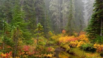 Landscapes forest brook national park mount rainier wallpaper