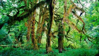 Landscapes rain forest national park washington vines wallpaper