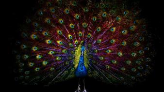 Multicolor birds feathers artwork black background peacocks wallpaper