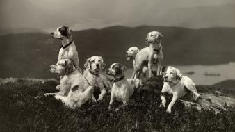 Nature animals dogs scotland edinburgh monochrome scottish wallpaper