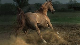 Nature animals horses