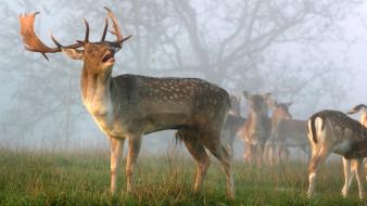 Nature animals mist deer wallpaper
