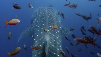 Nature islands whale shark ecuador galapagos wallpaper