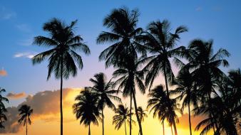 Nature paradise palm trees lucia wallpaper