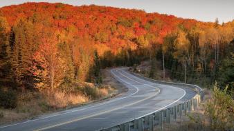 Nature trees autumn (season) forest roads way wallpaper